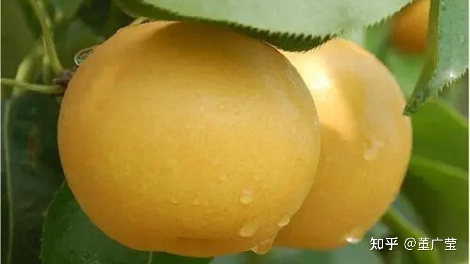 梨子系统 pear os 8_梨的系统_梨子系统官网