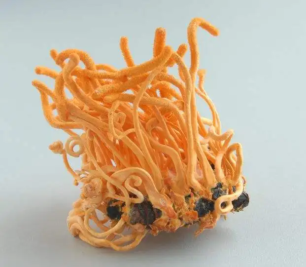 ecognition教程_教程视频_教程的英文