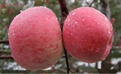 绿云pms苹果下载_绿云pms苹果版_绿云pms苹果版怎么下载