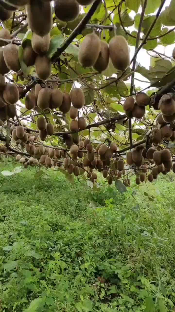 朝阳医院特需号多少钱_朝阳医院特需号_朝阳医院特需号可以退吗
