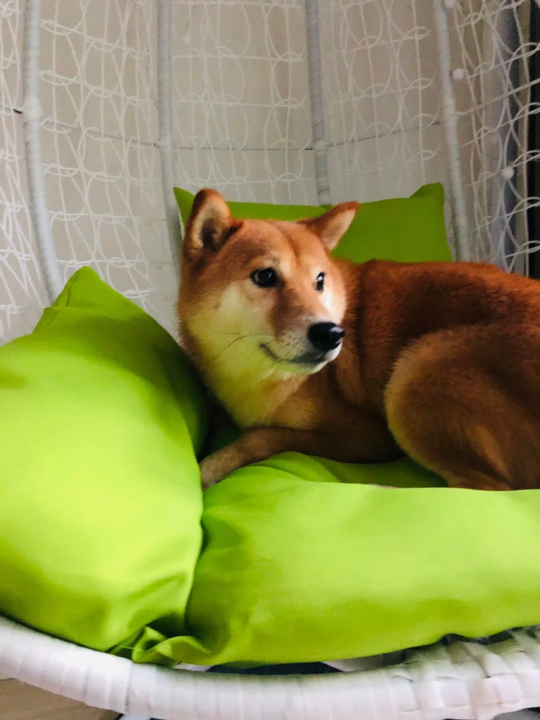 罗克恩病能治好吗_罗克恩病早期症状_克罗恩病能治好吗