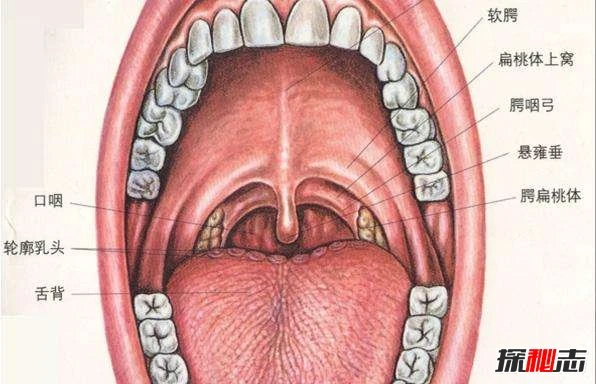 工作原理的作用_简述gps的基本工作原理_工作原理解释