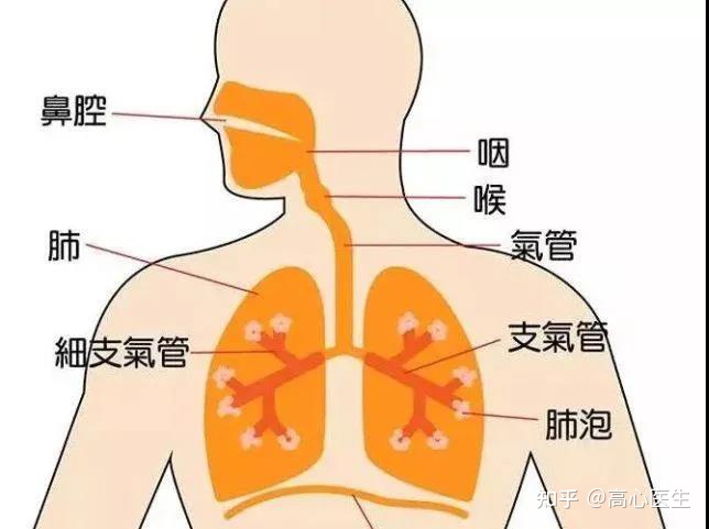 咳嗽有白痰是肺癌吗_咳嗽白痰肺癌_咳白痰是肺癌吗