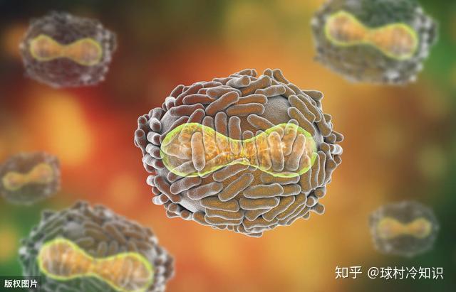 文件型病毒传染的对象主要是 类文件_文件病毒传染对象主要是_文件传染病毒对象类型主要包括