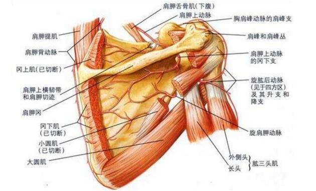 深呼吸肩胛骨后背疼-长期久坐姿势不对，导致深呼吸时肩胛骨后面疼痛怎么办？