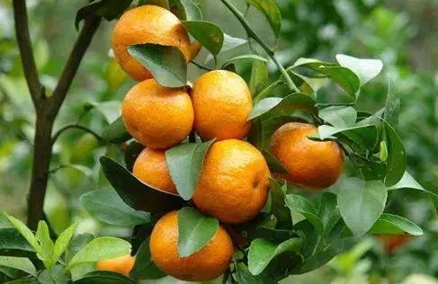 osask操作系统_操作系统的五大功能_操作系统属于什么软件