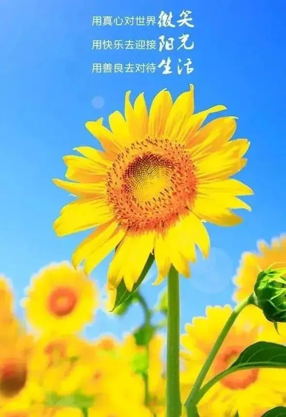 朝阳医院血管外科宋主任_朝阳医院宋学红特需号_北京朝阳医院宋学红返聘