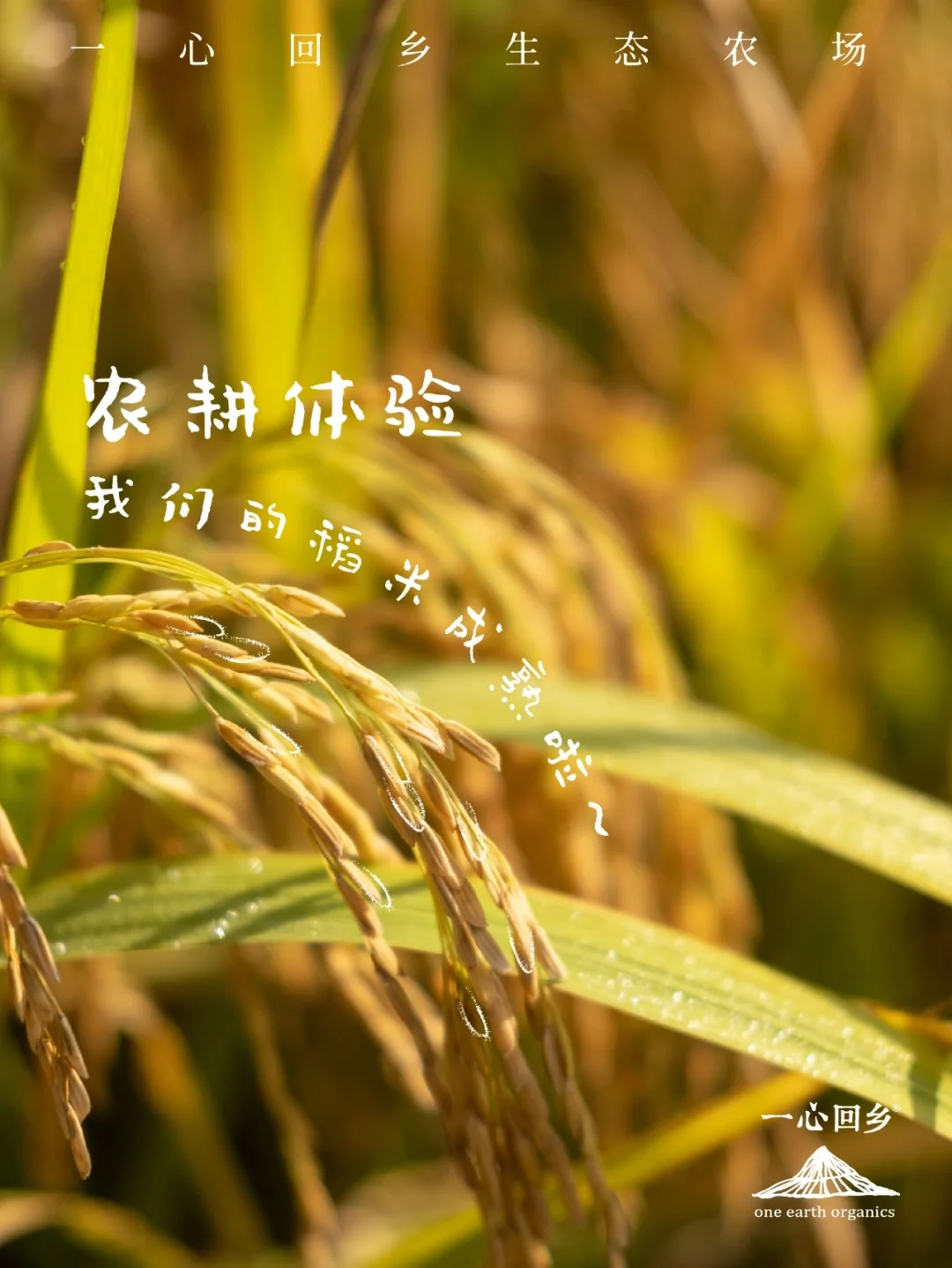 我家门前的自然课_我家门前的自然课_我家门前的自然课