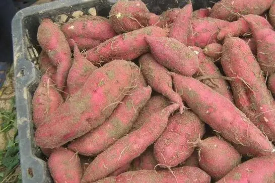 胃病蔬菜_胃病吃蔬菜应该吃哪些_胃病多吃什么蔬菜