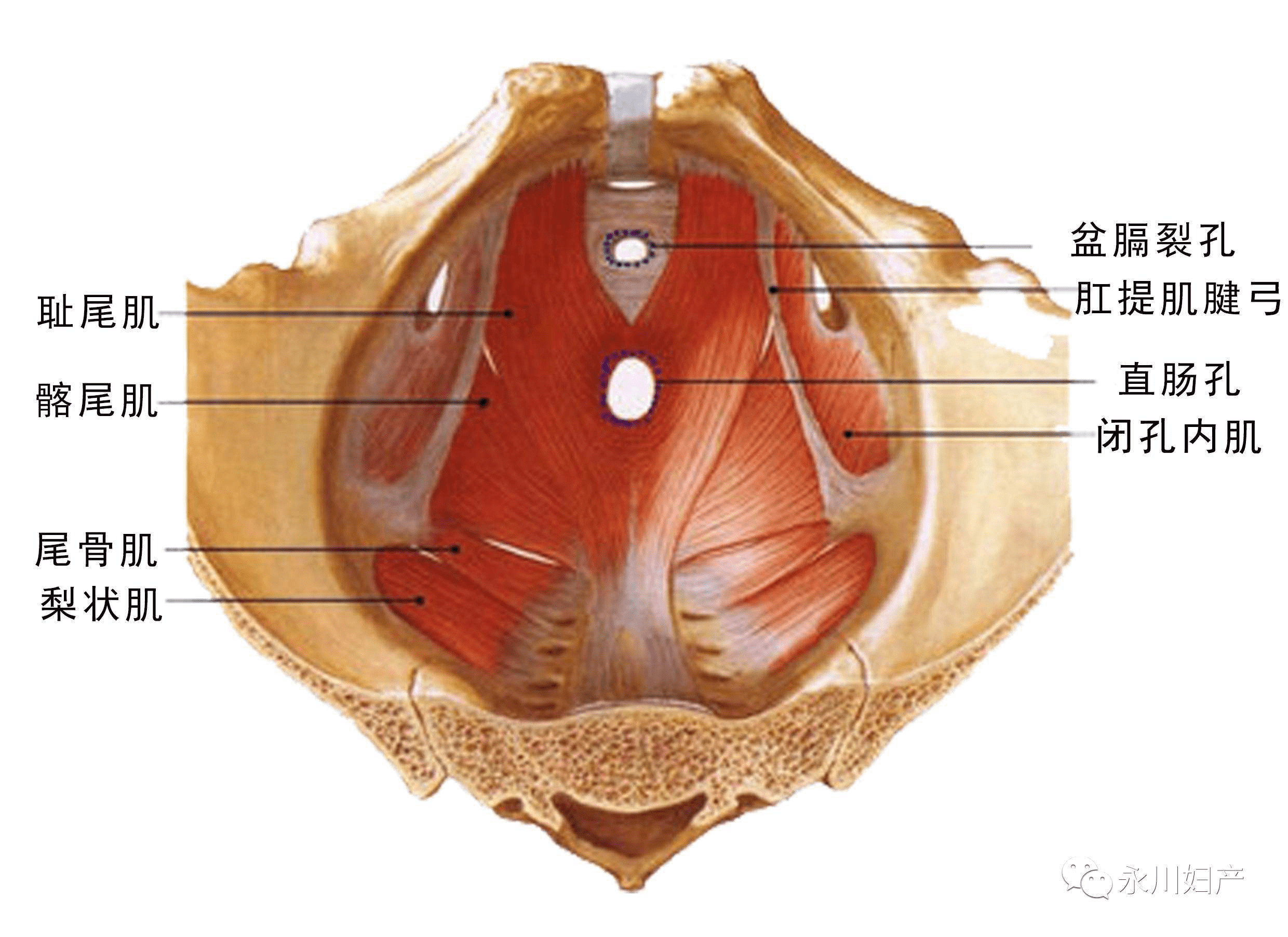 肛门失禁?_肛门失禁?_肛门失禁?