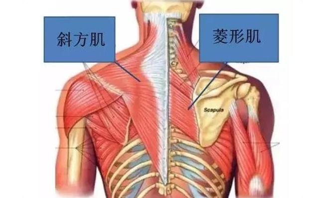 背部呼吸疼痛的原因-背疼难忍？原因可能有这些，快来看看你中了几个