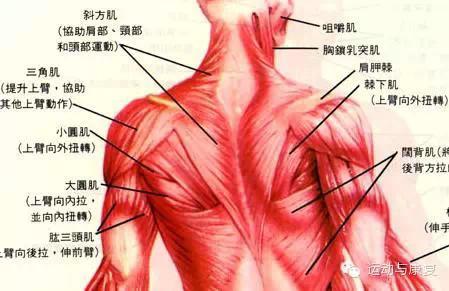 背部原因疼痛呼吸不顺畅_背部呼吸疼痛的原因_背部原因疼痛呼吸困难