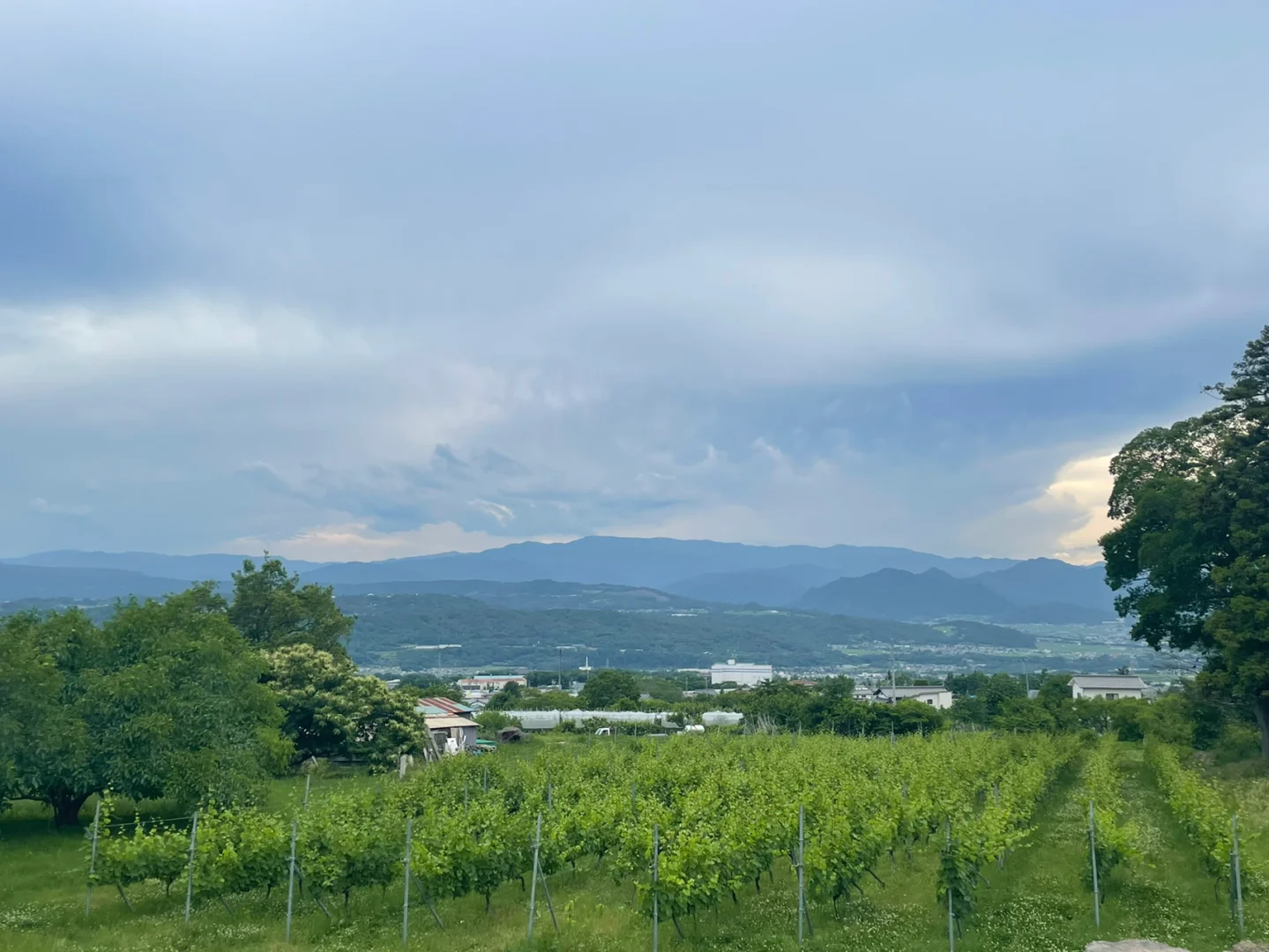 官网查询录取_官网网站_wine for mac 官网