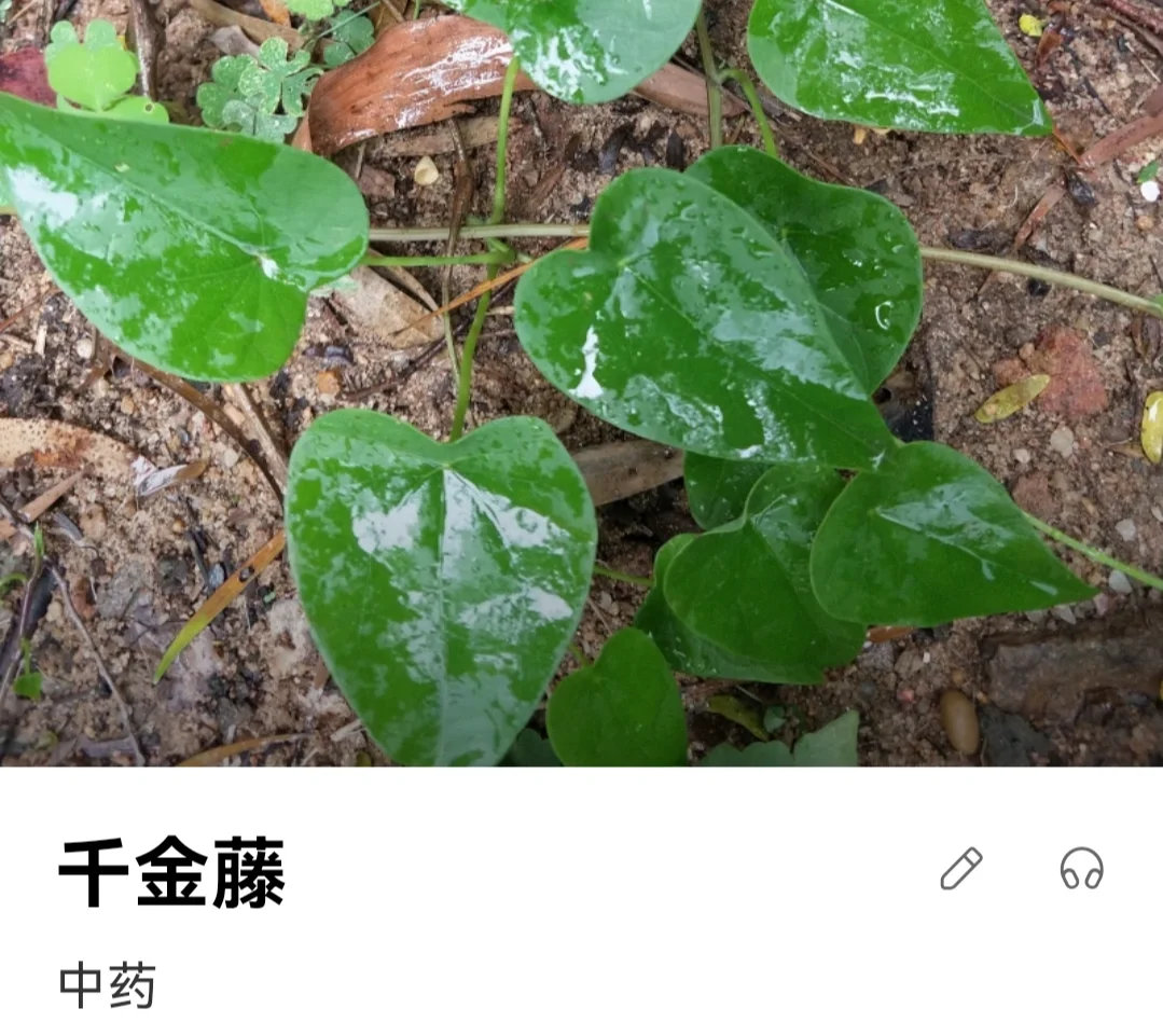 朝阳中心医院网上预约挂号_朝阳医院中医院_朝阳市中医院官网