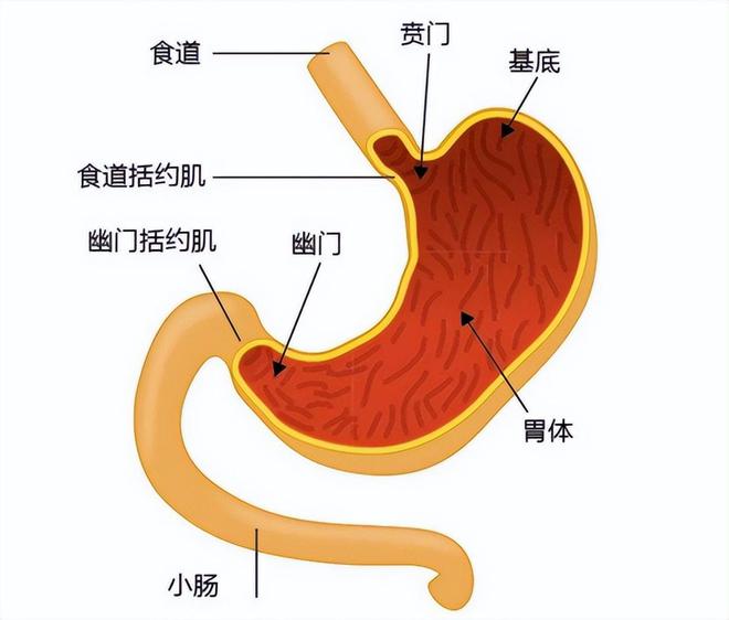 胃病健康知识讲座_胃病健康知识讲座总结_讲座胃病知识健康宣教