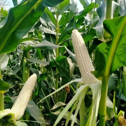 节电器电表慢转器_慢器转电表宝省电吗_省电宝电表慢转器