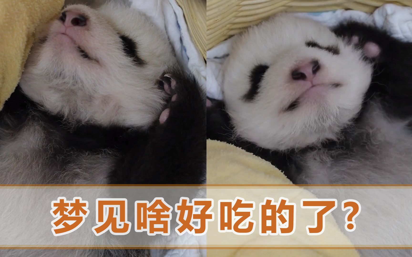 宝宝哭闹后打嗝_宝宝吃完不打嗝就哭闹_哭闹完宝宝打嗝吃什么好