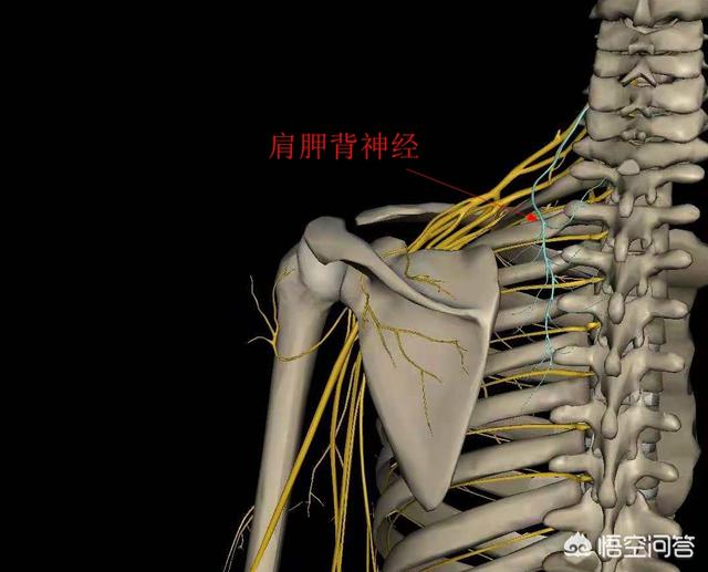 后背疼呼吸难受怎么办_后背痛呼吸也痛怎么了_深呼吸后背痛是什么病