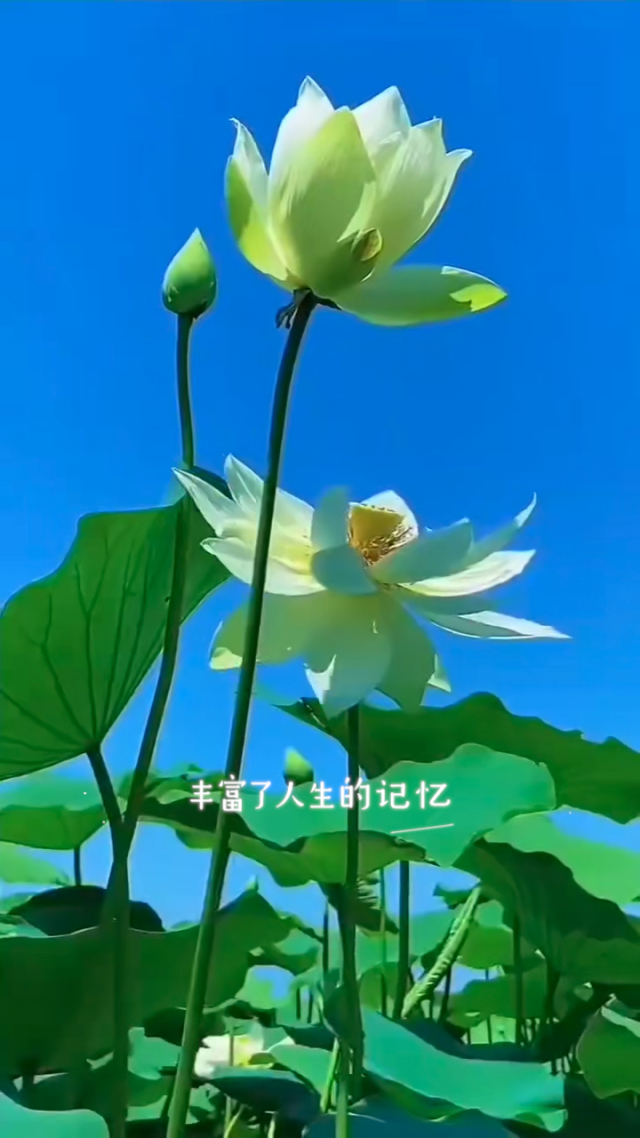 采集卡_dsound 采集_dsound 采集