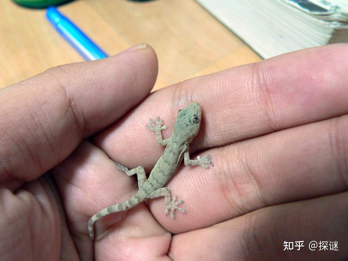 壁虎恢复数据软件_壁虎数据恢复免root_壁虎数据恢复破解