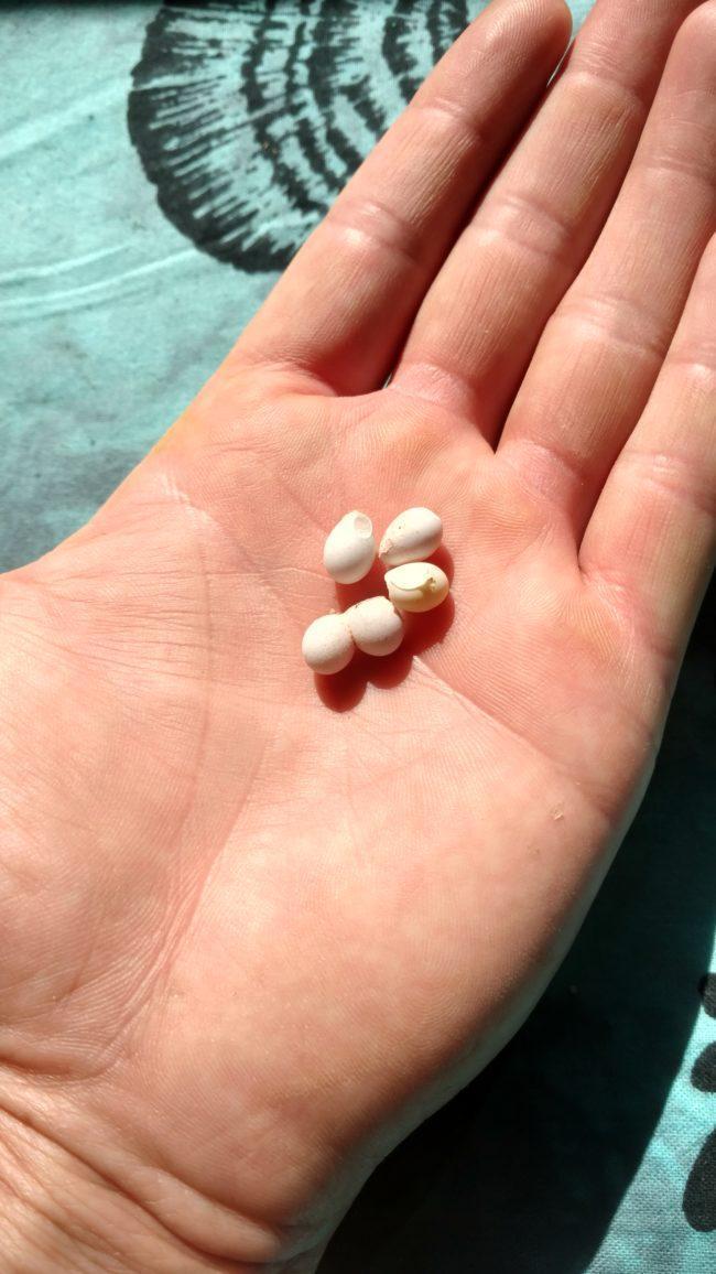 壁虎恢复数据软件_壁虎数据恢复免root_壁虎数据恢复破解