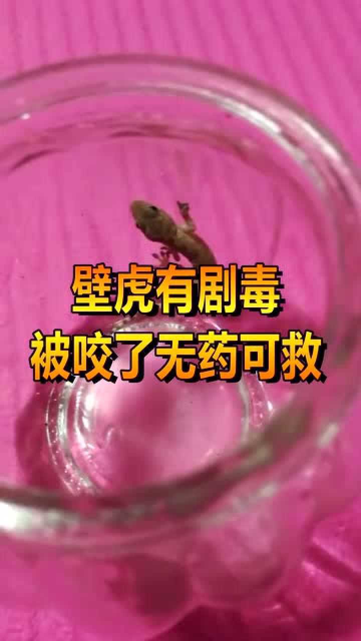 壁虎恢复数据软件_壁虎数据恢复免root_壁虎数据恢复破解