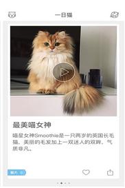 安卓13系统养猫,智能生活与萌宠相伴